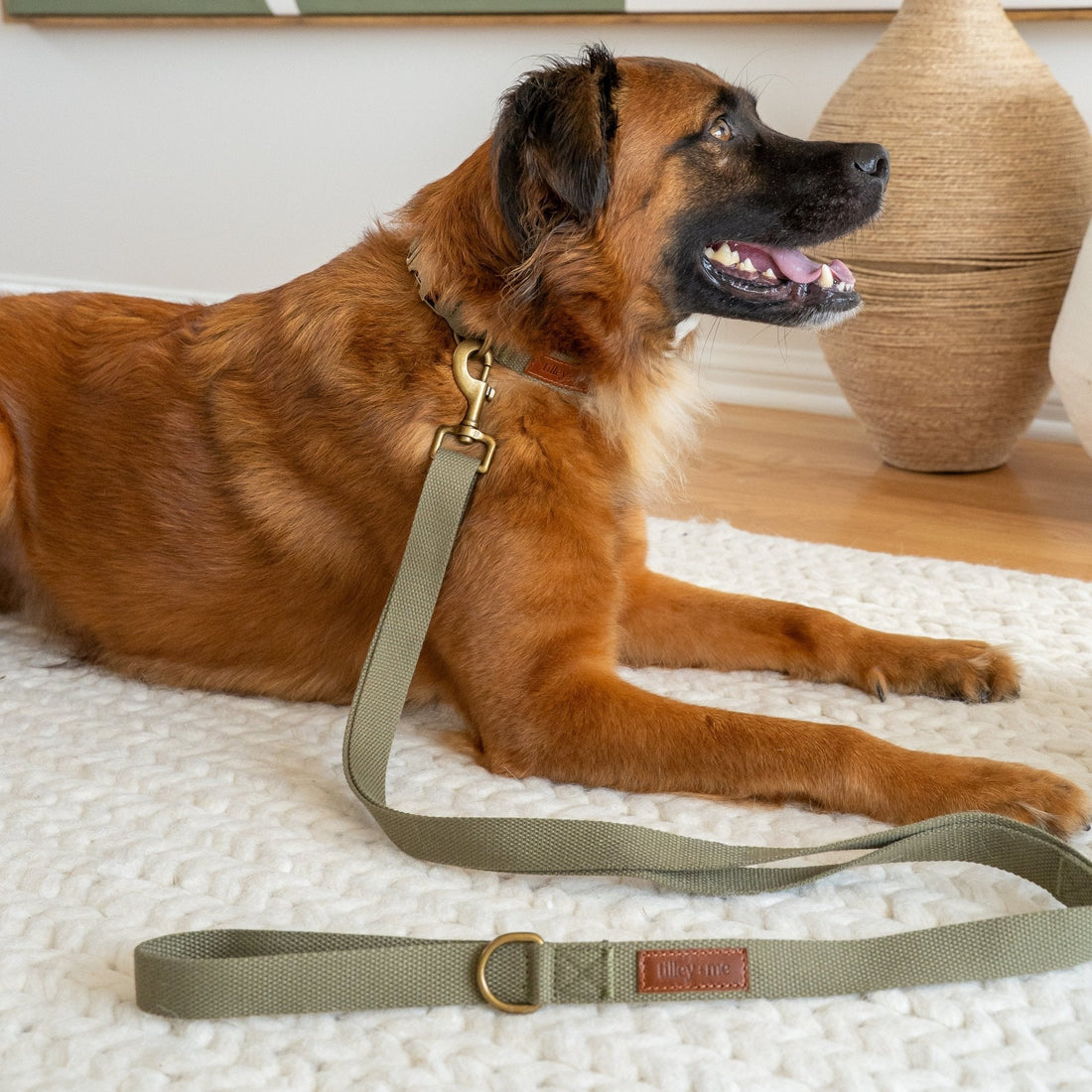 Strong Bonds, Steady Steps: Choosing the Right Leash for Training Service and Support Animals