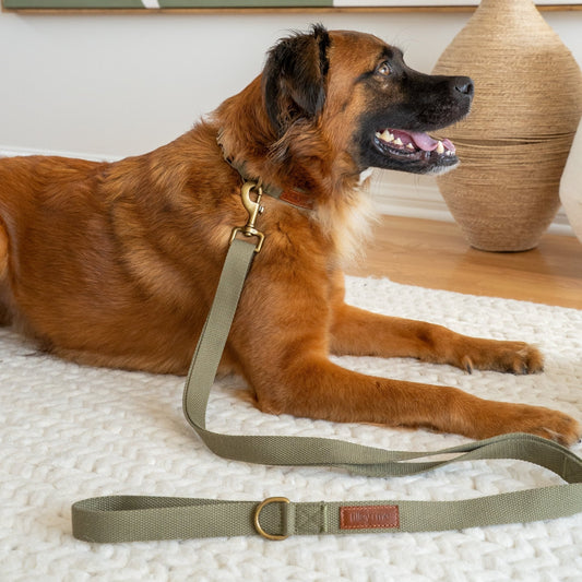 Strong Bonds, Steady Steps: Choosing the Right Leash for Training Service and Support Animals